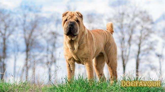 What Foods Can and Cannot Be Eaten by Shar Peis-6