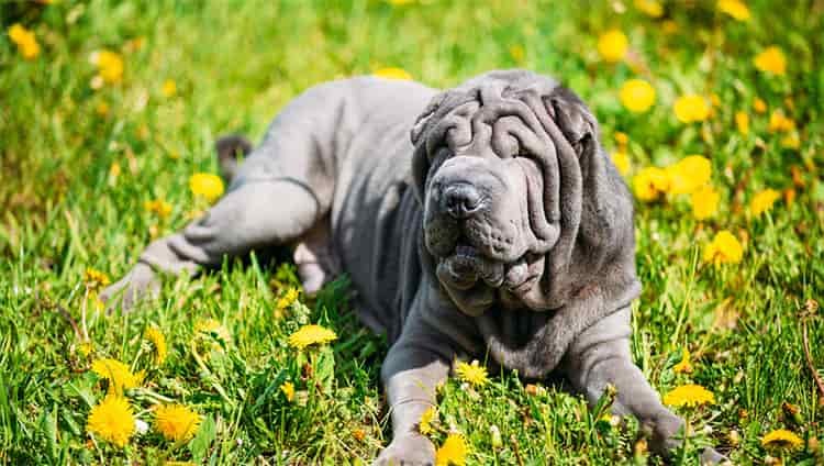 What Foods Can and Can't Be Eaten by Shar Peis