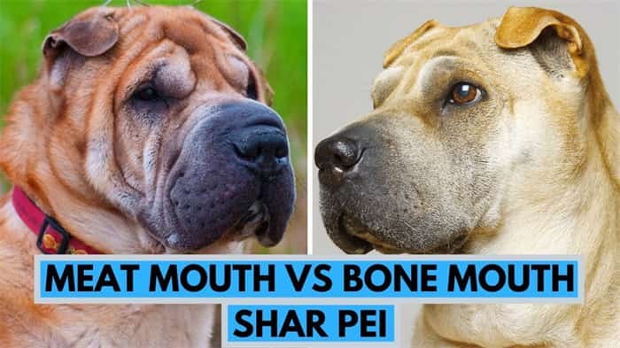 difference between a meat mouth Shar Pei and a bone mouth Shar Pei